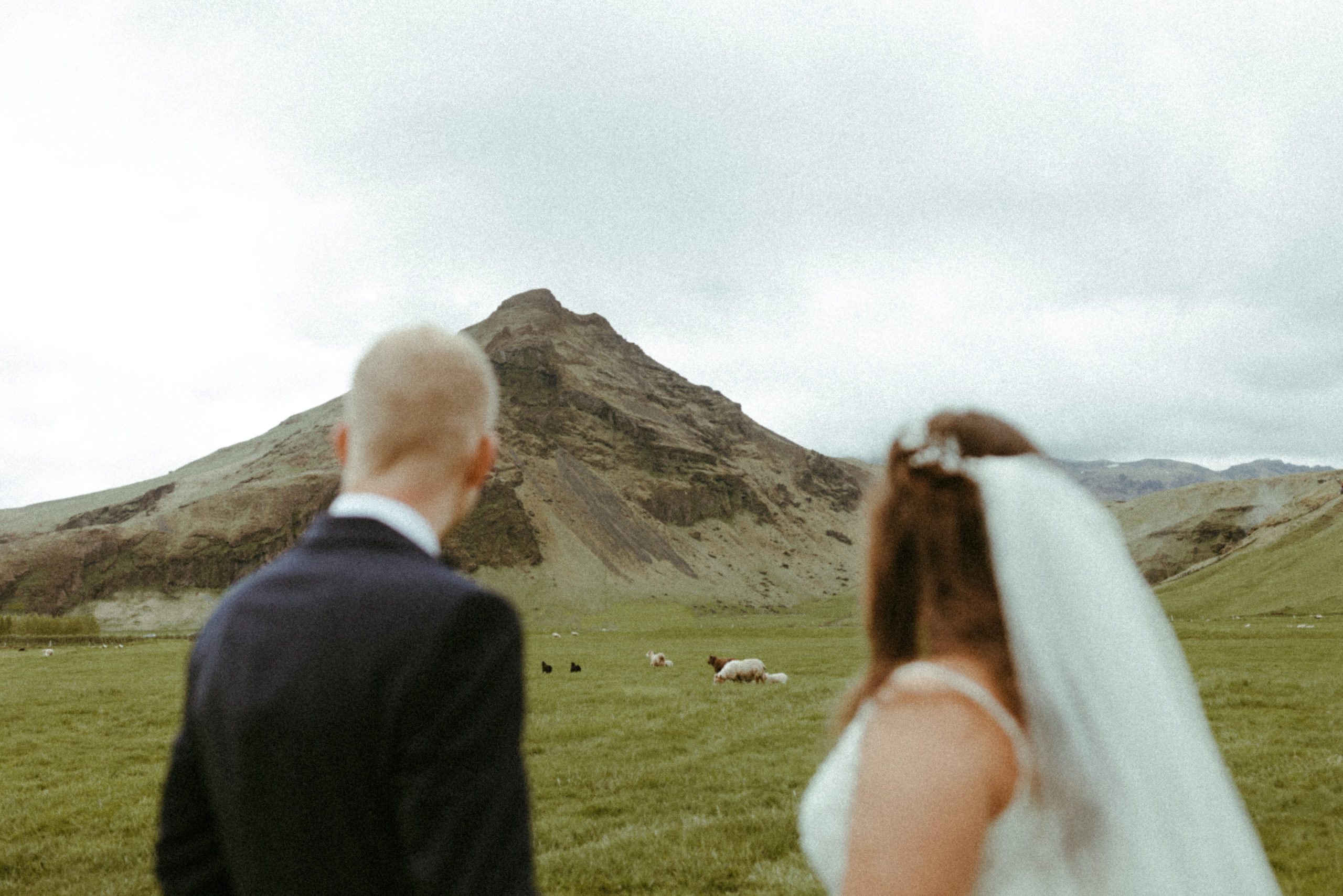 bride and groom looking at the icelandic sheep and iceland mountains on wedding day.